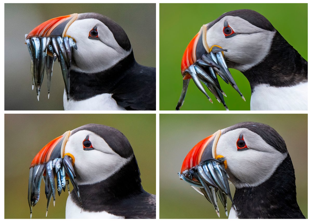 Another amazing visit to the Isle of May last week. Finally got see, and photograph, puffins returning with beaks full of sand eels. Interesting to see the subtle variations of eye features and beak colour. <a href="/SteelySeabirder/">David Steel</a> @IofMayBirdObs <a href="/yorkshirewild/">Steve Farley</a>