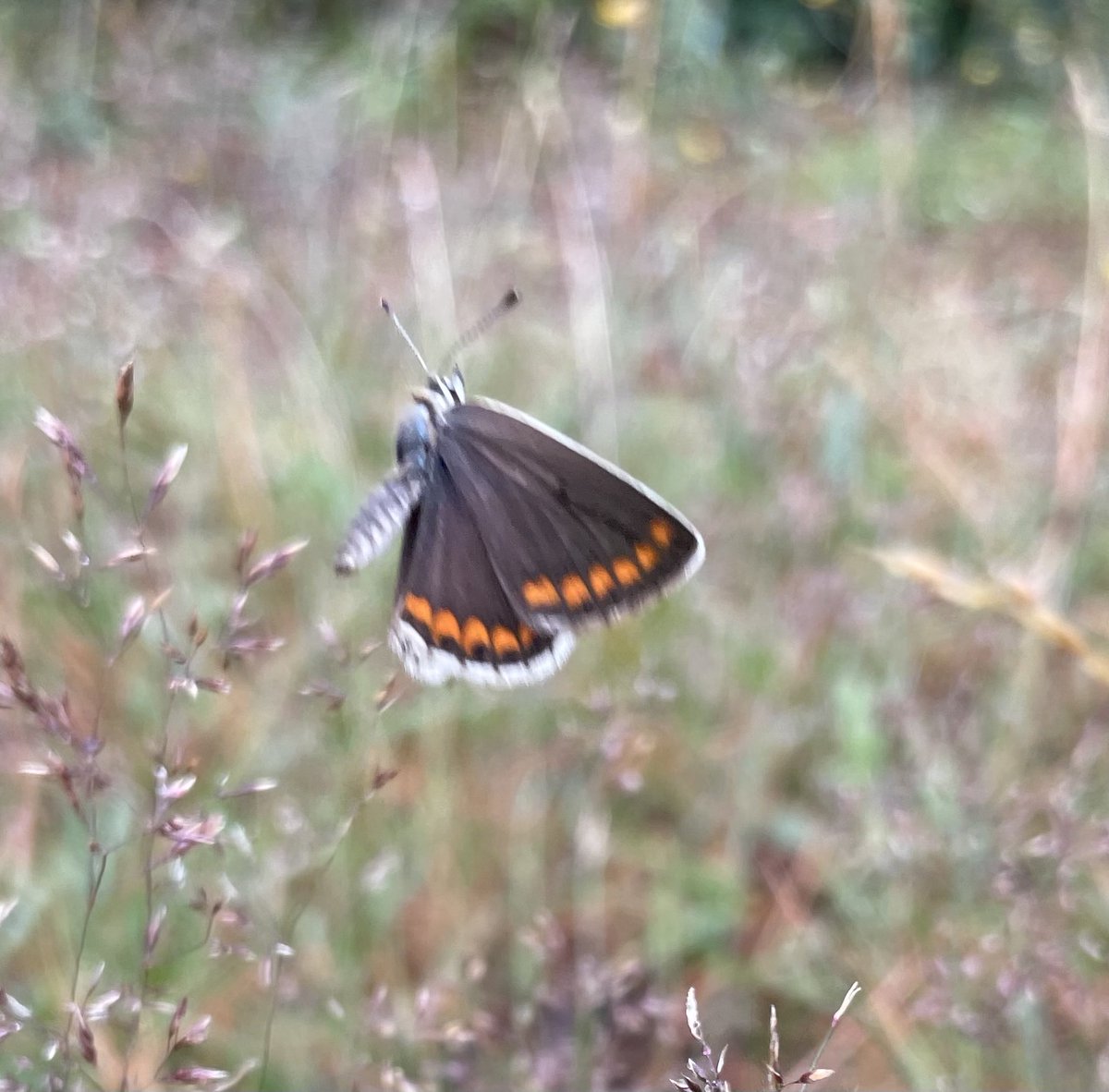 Common or garden ⁦<a href="/CCBOIE/">Cape Clear Bird Obs</a>⁩ ⁦<a href="/bobolink5/">Eamonn O' Donnell</a>⁩ ? Spotted in Brittany this morning