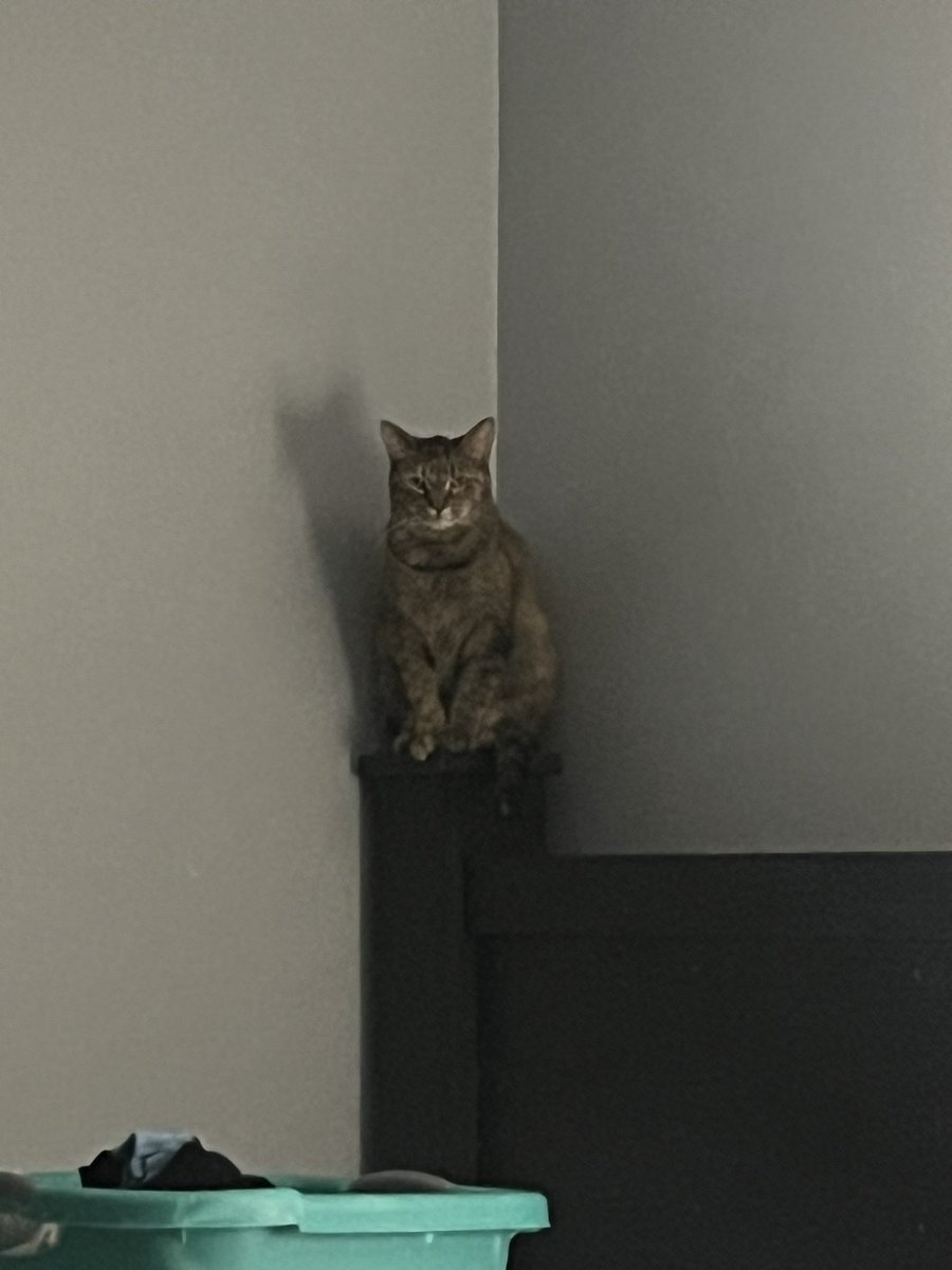 Colleensml's tweet photo. @gamer_aIex here you go, callie is the tabby and toby is the orange cat :)) https://t.co/cmKXrnPOBc