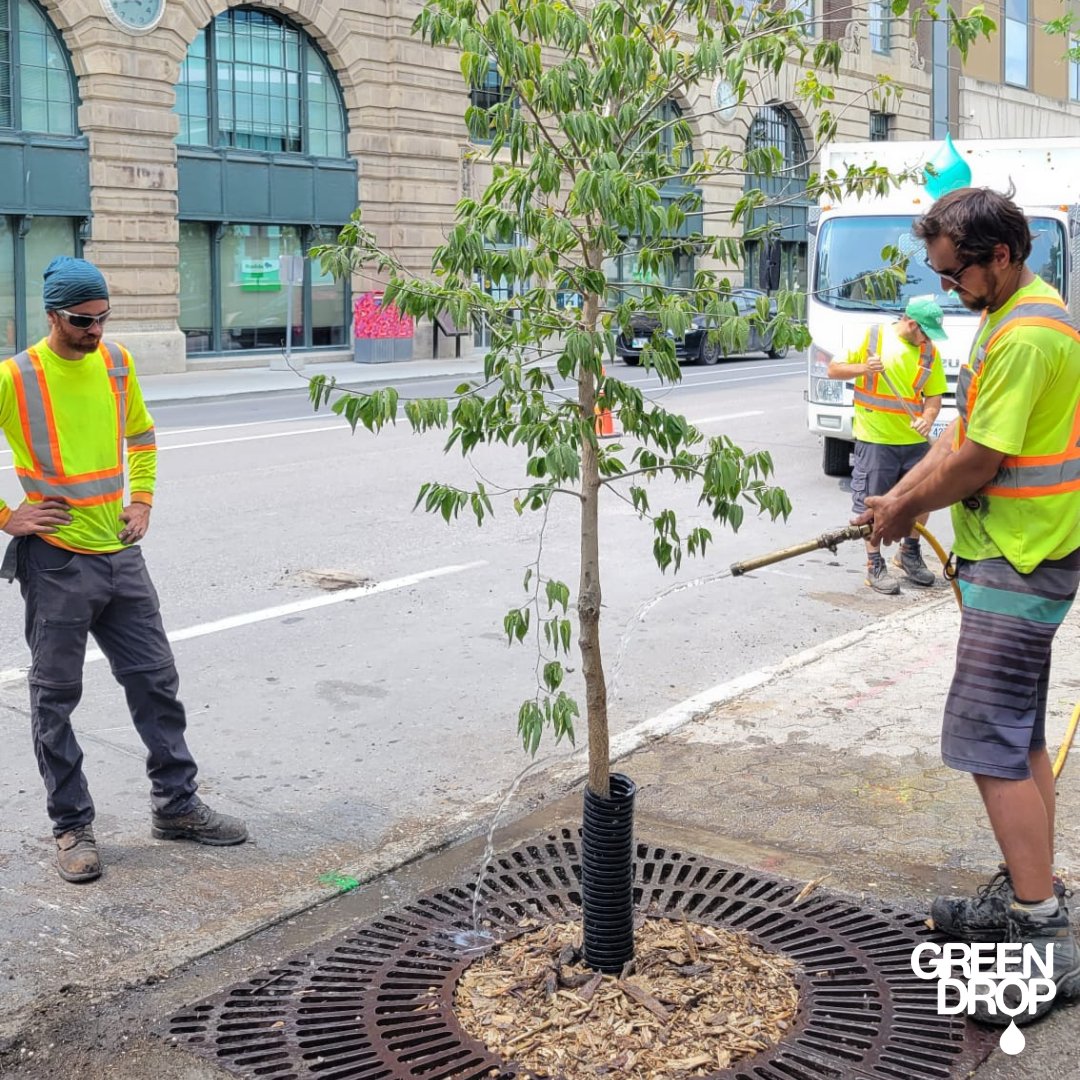 GreenDropTrees's tweet image. Down Town tree planting! 🌳 💚 

#ItsBeautifulOutside #GreenDropTreeCare #TreeLove #TreeCareCommunity #TreePlanting #UrbanTreePlanting #Trees #TeamGreen
