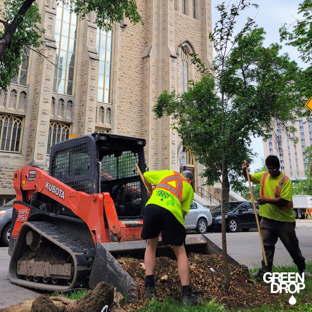 GreenDropTrees's tweet image. Down Town tree planting! 🌳 💚 

#ItsBeautifulOutside #GreenDropTreeCare #TreeLove #TreeCareCommunity #TreePlanting #UrbanTreePlanting #Trees #TeamGreen