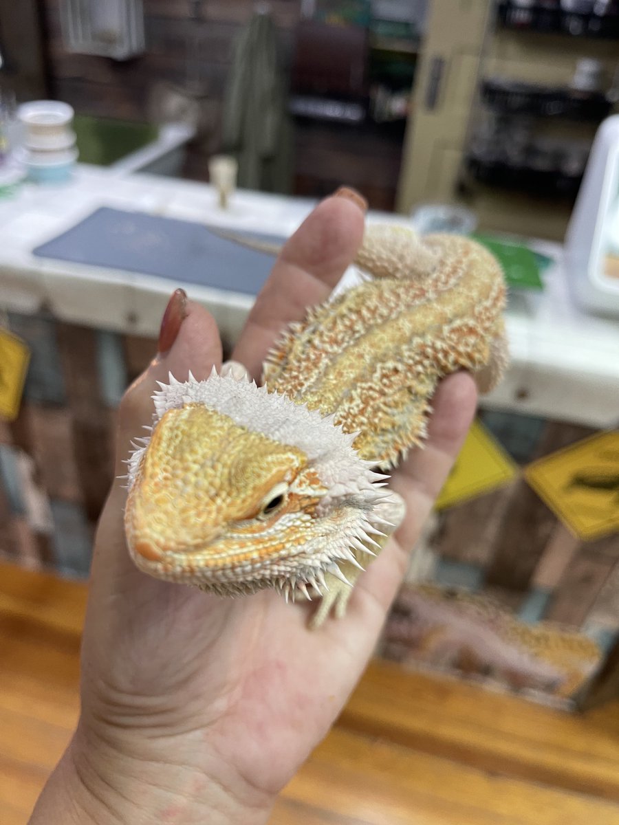 Aquarium & Shark Lab tweet media