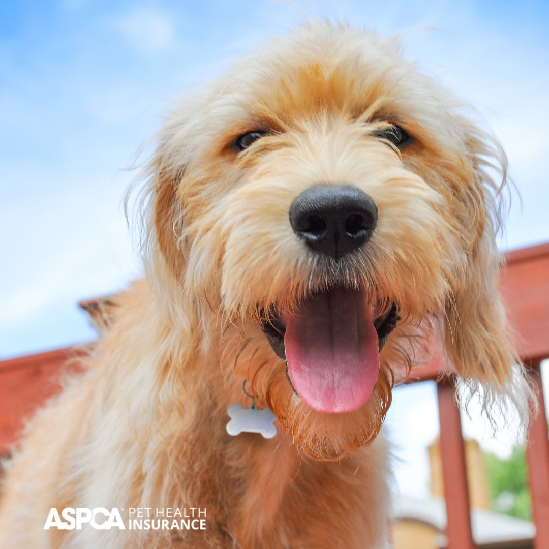 ASPCAPetIns's tweet image. Summer is here and we want to see your furry friends enjoying the sunshine! Share a photo of your dog or cat in the comments below 📸☀️ #SummerPets #DogsAndCats #PetPhotos