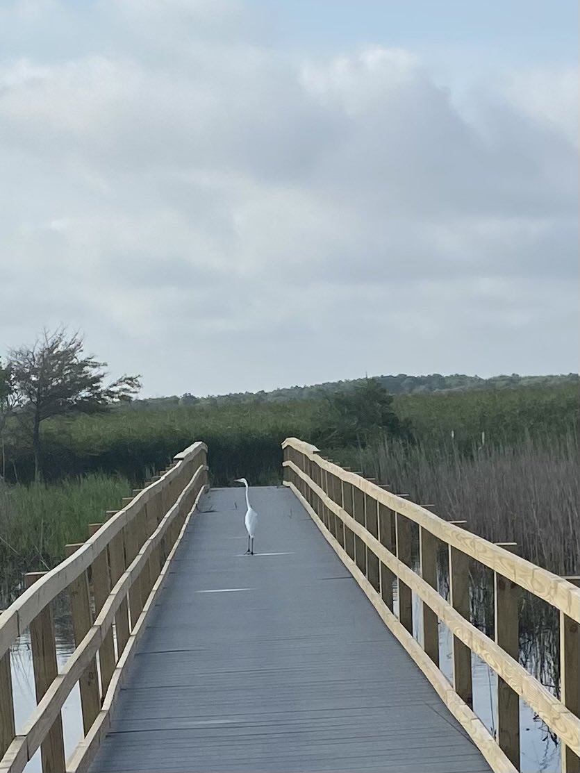 timkaine's tweet image. Morning birdwatching at Back Bay National Wildlife Refuge. Trail a little crowded!