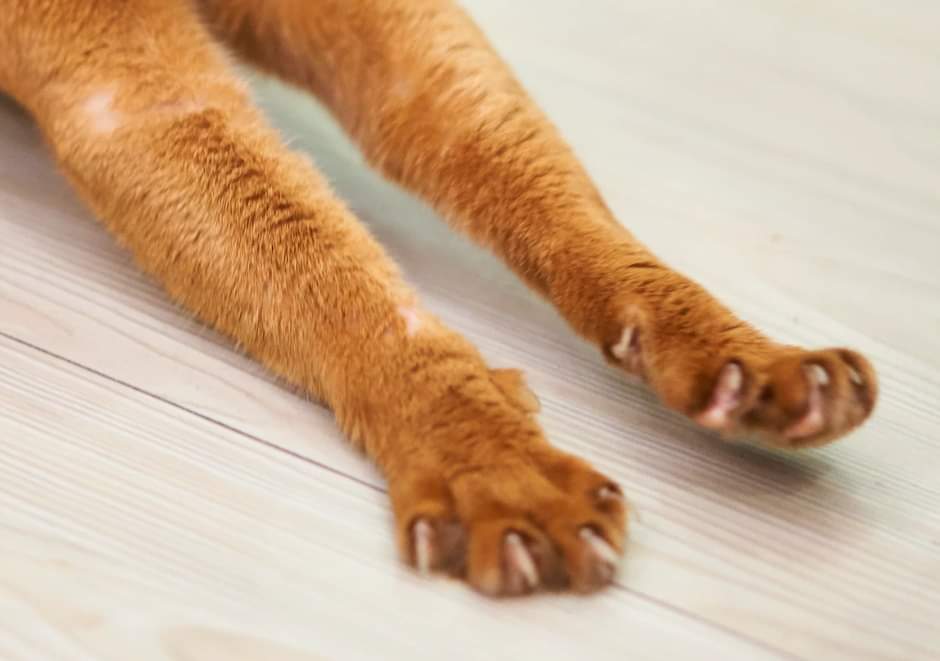 NEKĀP PĀRI !!! SVARĪGA INFORMĀCIJA VISIEM RĪDZINIEKIEM - DZĪVNIEKU MĪĻIEM !!!
Ja redzat cietušu, ievainotu, acīmredzami slimu, mirušu dzīvnieku (suni, kaķi, stirnu, lapsu, bebru, ezi,vāveri, kaiju, pīli u.c.) Rīgā-neejiet garām, palīdziet bez domāšanas, jo pakalpojumu apmaksā RD!