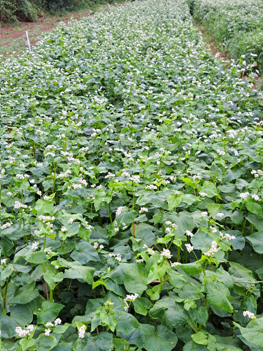 Journée technique sur la #biodiversité et la #biodiversitécultivée avec <a href="/IBB_BioBretagne/">InitiativBioBretagne</a> et #dunegraineàuneautre. Avec l'intervention d'acteurs du réseau des #semences paysannes qui nous ont montré l'importance de la diversité à toutes les échelles (plante, parcelle, paysage...)