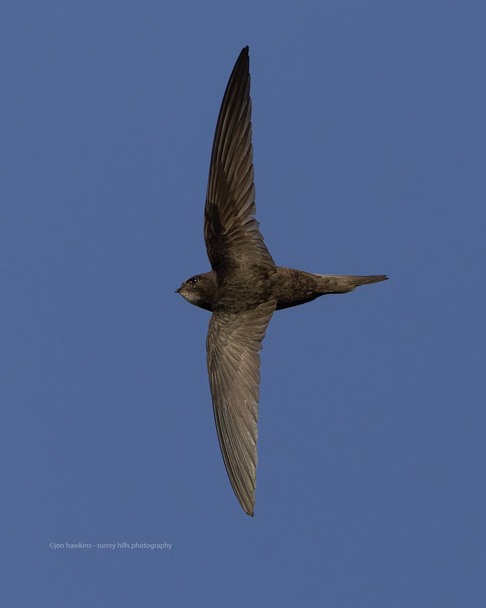 #SwiftAwarenessWeek #swift #birdsinflight @TicesMeadow #wildlifephotography #nature #surreyhillsphotography @CanonUKandIE #canonR5