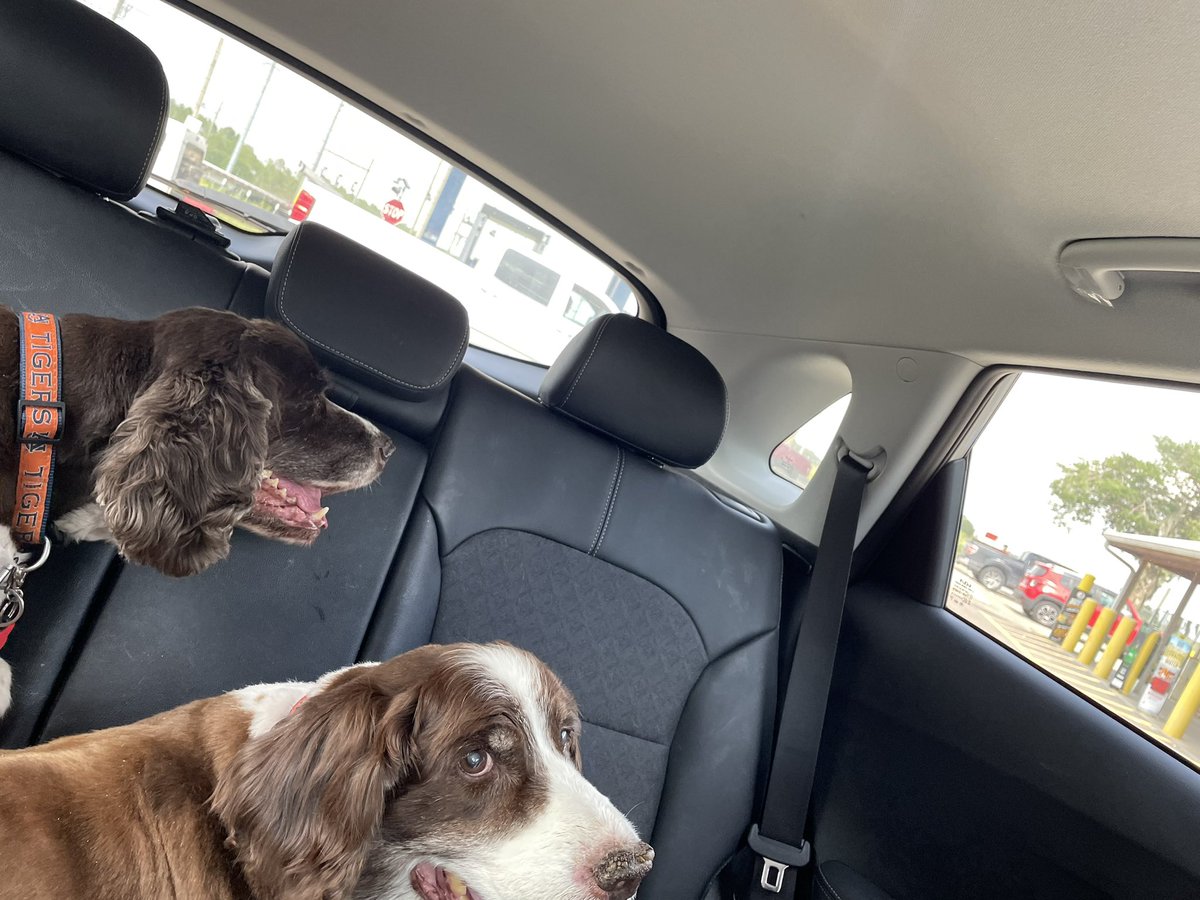 ChulockJan's tweet photo. @Phil_Sledge Rufus and Rover https://t.co/rnDQY9jEGu
