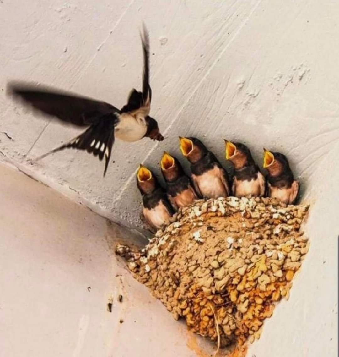 Cuando veas nidos de golondrina en tu casa, has de saber que eres un afortunado. Recuerda que consumen entre 800 y 2500 moscas y mosquitos diarios. El mejor insecticida natural