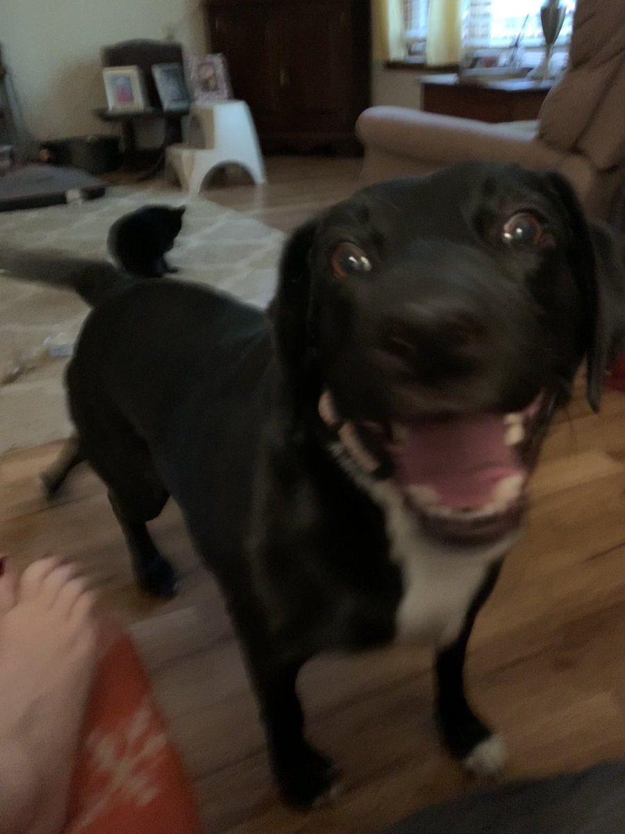 FloofyMom's tweet photo. Happy 4th of July to all my US friends. Be safe with your fur babies and the fireworks. #dog #July4 #dogsoftwitter #blackdogsrule https://t.co/SJhQawJL0c