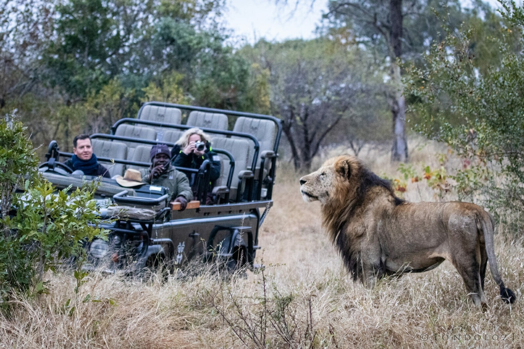 londolozi's tweet photo. Did the lockdown during the global pandemic affect the wildlife? Ranger Dan Hirschowitz explores this question - https://t.co/k2iNjIKqhY

#londolozi #thelondolozieffect #relais #relaischateaux #wildlifeblog #animalblog #naturelovers #safari #safaristories @relaischateaux https://t.co/assg9AZvRy