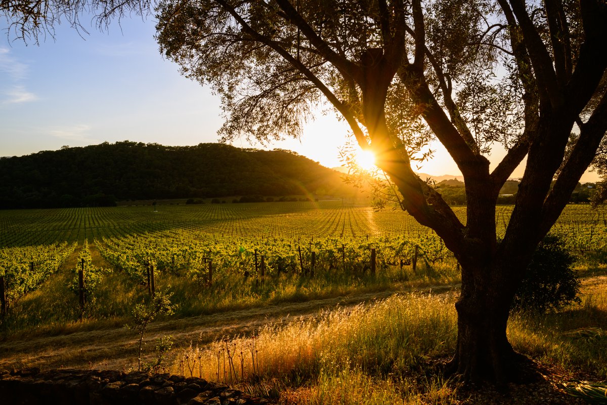 StagsLeapAVA's tweet photo. We wish you a happy and safe #July4th! 🇺🇸

Why not extend your holiday by planning a visit to the #StagsLeapDistrict this weekend? Book a tasting at one or more of our incredible member wineries now!

https://t.co/TeLa7WdOkM #StagsLeapAVA

📸: Bob McClenahan https://t.co/J51KFeWQXD