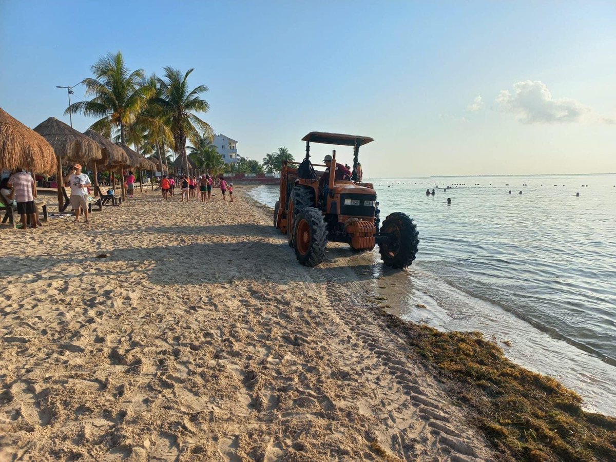 AytoCancun's tweet photo. Diariamente y por indicaciones de nuestra presidenta municipal @anapatyp se realizan trabajos de limpieza en todas las playas públicas del municipio. 🫶🏻

Las #BrigadasPorCancún realizan retiro de pasto marino en playa del niño. ✅

#CancúnNosUne https://t.co/LX6Dm9H6M4
