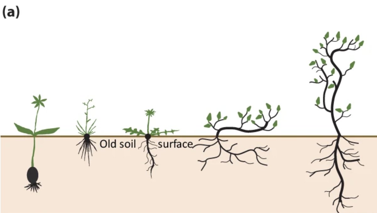 Ever wondered what happens to plants when a volcano erupts? 🌋 

1️⃣ Before the eruption, we have a diverse range of plants thriving in the area. These understorey plants give the ecosystem its unique charm 🌿

🧵 1/5