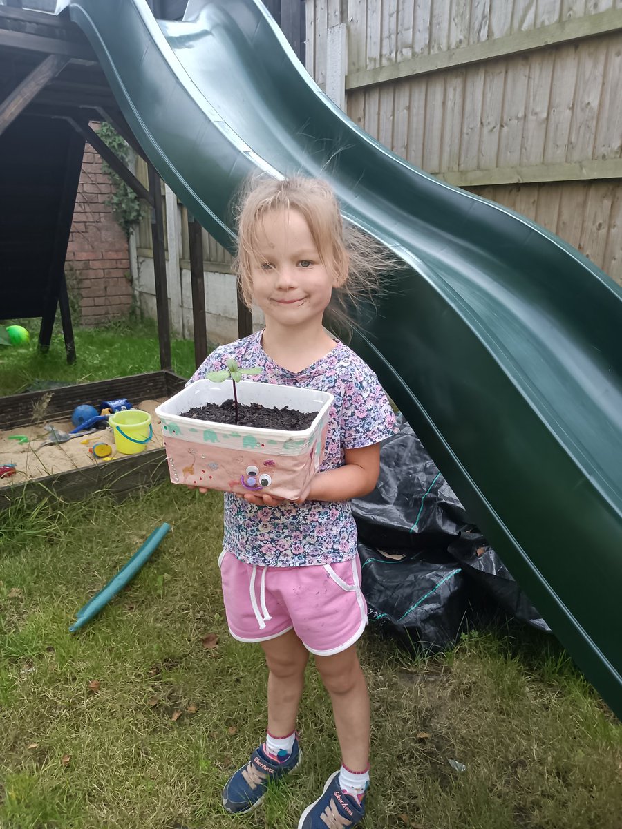 EmOfLancaster's tweet photo. @gsp_nursery Verity wants to show her sunflower's progress 🌻 https://t.co/nANmyU5NiR