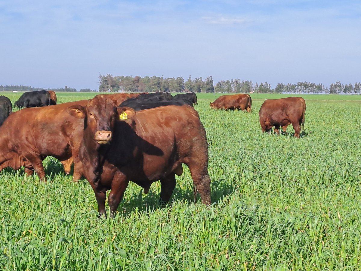 Estas máquinas de producir carne se preparan para nuestro 10° remate!!! 
Pastoreando lo último que nos va entregando este otoño tan favorable para la producción de avena avena #BrangusElCoraje