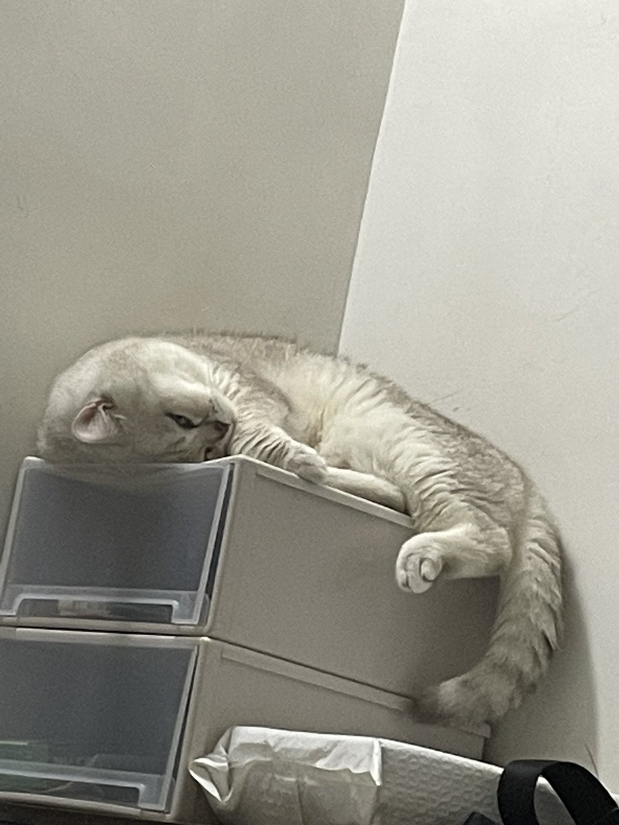 ChillOutHere9's tweet photo. 装睡小猫在偷看
#猫 https://t.co/yfp0mqTx7m