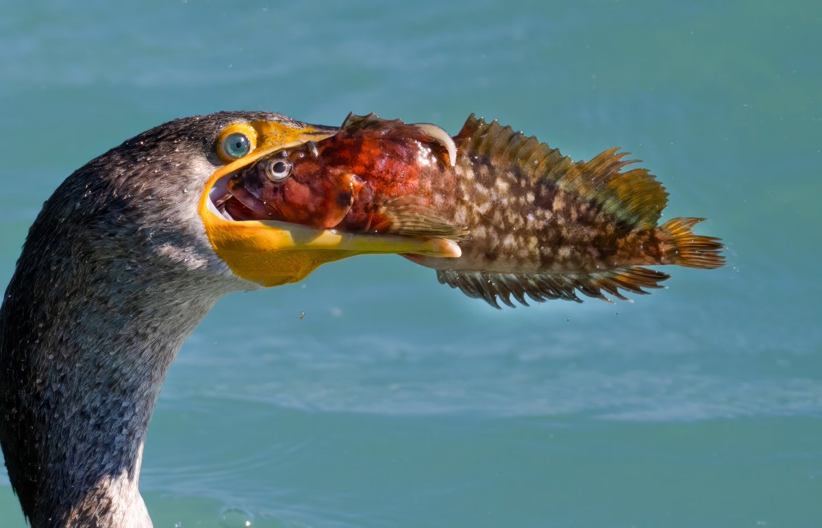 Be all eyes! A cormorant and prey get their last eye contact before the bird swallows its lunch @ Sebastian Inlet on Florida's Atlantic coast, USA. (2023-01-17) #TwitterNatureCommunity #BBCWildlifePOTD #ThePhotoHour #IndiAves #wildlifephotography