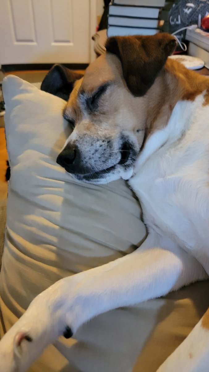 Hafatam1's tweet photo. Happy fourth! I will be sleeping on the couch all day hoping that food will be dropped within reach! #sleepypupper #HappyIndependenceDay #couchpotato https://t.co/896r8lt5Ax