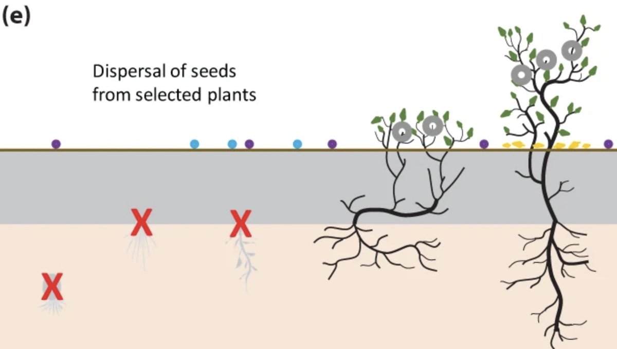 5⃣ Meanwhile, their offspring, in the form of seeds or other propagules, disperse and find a new home on the freshly formed soil surface. This is a chance for new plants to grow, while their parent plants continue to survive 🌱 🧵 5/5