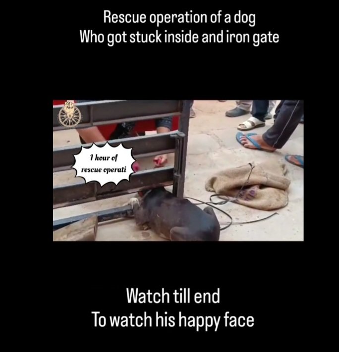 KalingaYuva's tweet photo. Kalinga yuva sena is happy to share that we have successfully recovered a dog who has been struck in an iron gate. We are always in forefront when it comes to save animals.
#saveanimals #dogs https://t.co/TXb4PBWwKb
