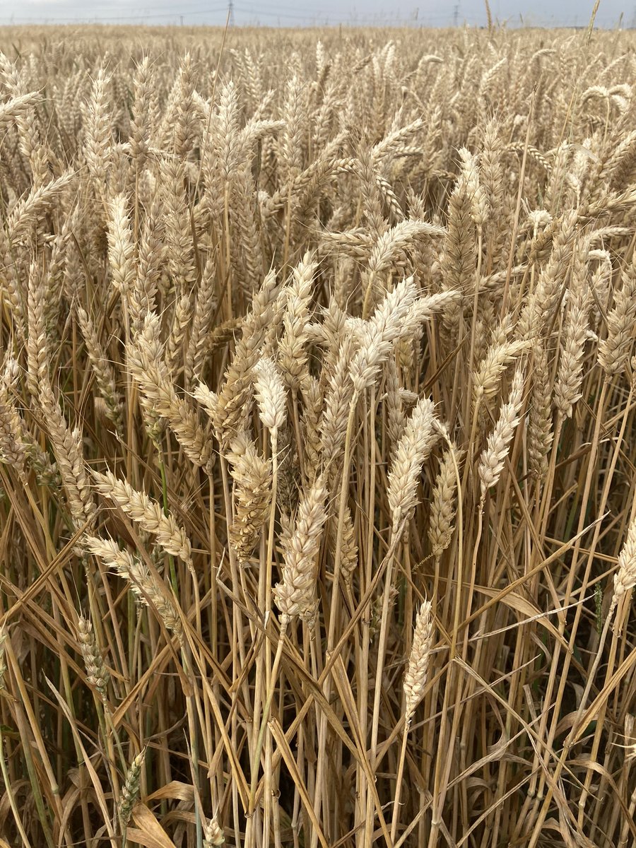 BONNIN1402's tweet image. Pour mieux élaborer le futur #MélangeVariétal @Soufflet_Agri :
-en sécurisant la régularité de rendement 💶 
-la qualité du mélange BPMF 🥖 
-et en associant des variétés d’intérêt 
#MMS #MSPRO #MélMosaïque 
2/2