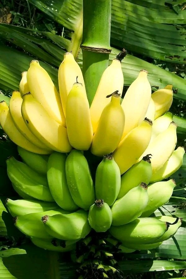 Learn about the sustainable lifestyle to see how our actions are endangering the future of our world and what easy efforts we can take to help preserve a wonderful environment for future generations 🌱.
SenGambia Experience Tours 
PC- Brimstone
#Travel
#Wanderlust
#Explore
#eco