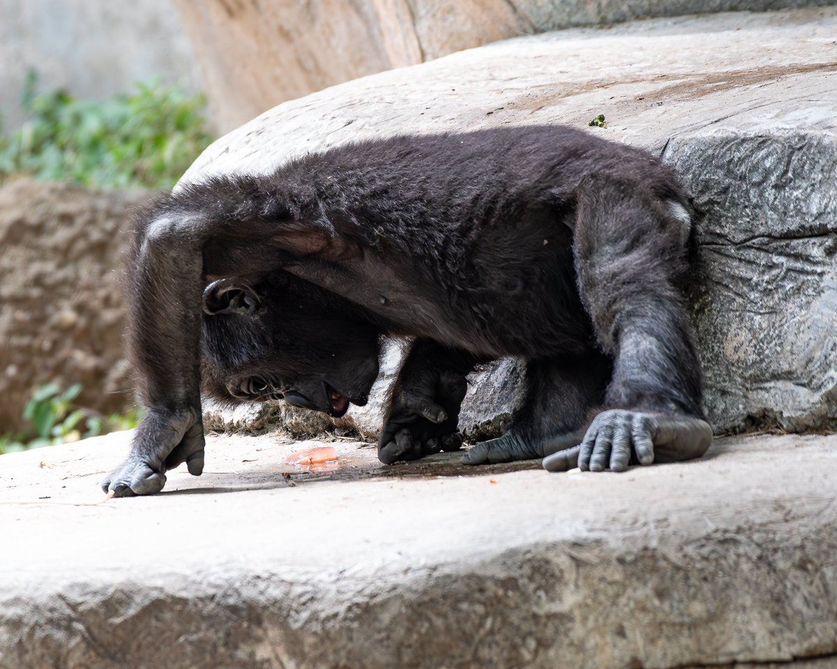 RGPHOTO2's tweet photo. Fort Worth Zoo – Bruno is starting his day out with a little exercise, push-ups or yoga maybe (downward gorilla)? Looks like he’s enjoying it. 6/2023
#fortworthzoo #gracie #elmo #gus #bruno #gorilla #gorillas #okczoo #westernlowlandgorillas https://t.co/KqiL3OzgPN
