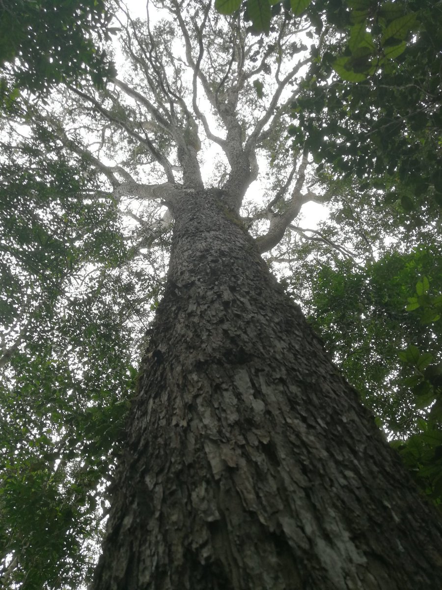 CrispinRudi's tweet photo. Today we visited some veteran Outeniqua Yellowwoods, some over 6m in circumference, spotted from satellite imagery. Photos do not do it justice. For an honours project on crown zone influence. Life is good! #Afromontaneforest #Afrocarpusfalcatus #Treeaddict https://t.co/jF16vrlZqM
