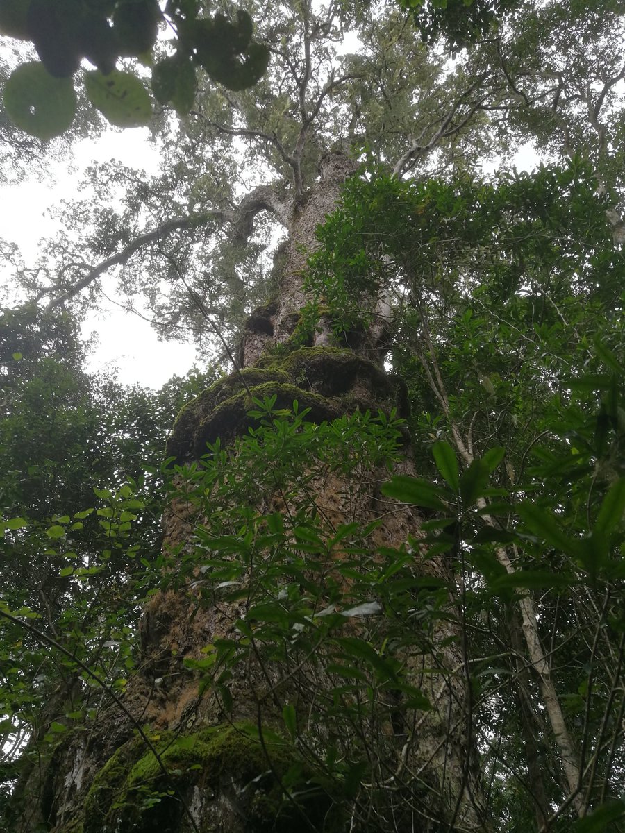 CrispinRudi's tweet photo. Today we visited some veteran Outeniqua Yellowwoods, some over 6m in circumference, spotted from satellite imagery. Photos do not do it justice. For an honours project on crown zone influence. Life is good! #Afromontaneforest #Afrocarpusfalcatus #Treeaddict https://t.co/jF16vrlZqM