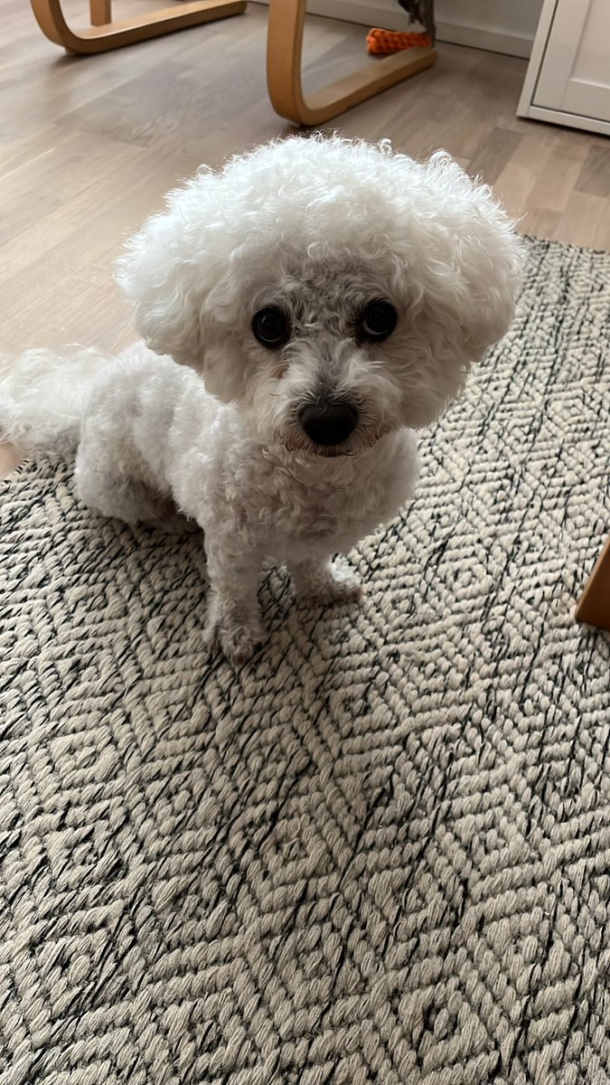 akorhonen's tweet photo. @marttatervonen Sadepäivän frisööri mallia Albert E.🐩🤍 https://t.co/yAaNs9uljA