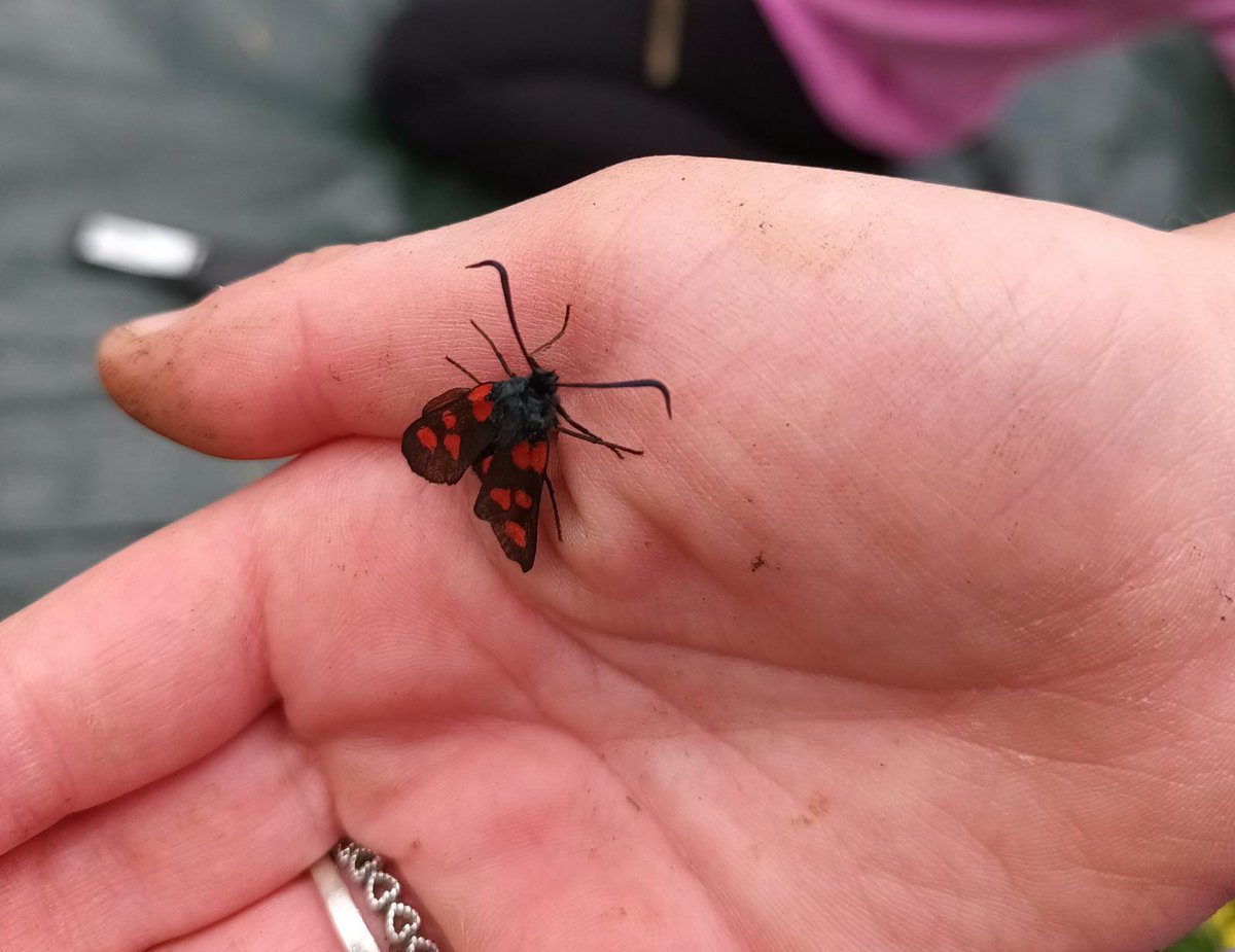 tfn_kathleen's tweet image. Forestry skills and making bow and arrows from the Hazel tree at Oakfield glen, the children loving being outdoors on our FAA summer programme  #learningthroughfun