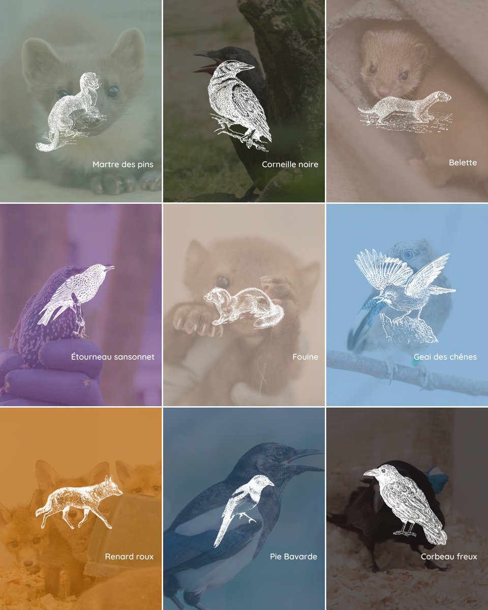 🔴 La consultation publique concernant le classement des "espèces susceptibles d’occasionner des dégâts" (#ESOD) pour la période 2023-2026 se termine le 6 juillet !
Pour donner votre avis, c'est juste ici 👇
…bliques.developpement-durable.gouv.fr/projet-d-arret…
(📷 <a href="/FauneAlfort/">Faune Alfort</a>)