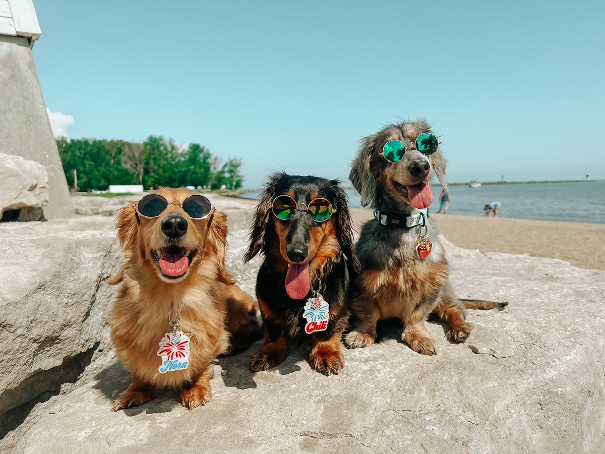 lifewithweenies's tweet photo. Happy 4th of July #Dachshund https://t.co/Pr1FHNM3L7