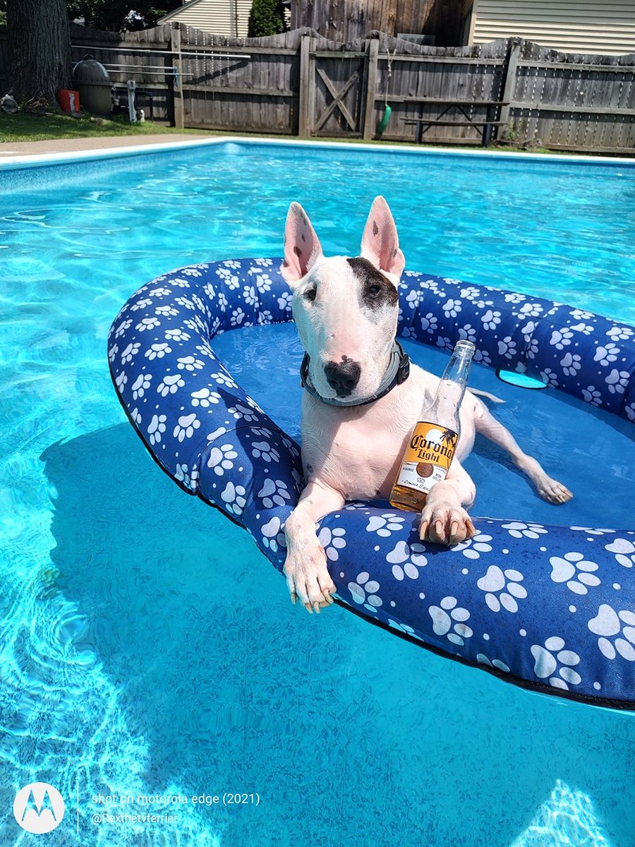 rexthetvterrier's tweet photo. How I should be spending #FourthofJuly vs. How I am spending it. So much rain and thunder boomies. We've had a ridiculous amount of wet weather this summer #INeedSun #WhereIsSummer https://t.co/eytwmSxNhN