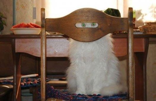 Drôle de chats tweet media