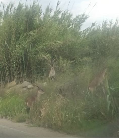 Jabalíes paseando por la playa, cabras trepando viviendas o cruzando la A7 a plena luz del día… 
Este lunes cuatro cabras provocaron un nuevo accidente en la autovía a la atura de Alberic. Esperamos que los heridos se recuperen lo antes posible.