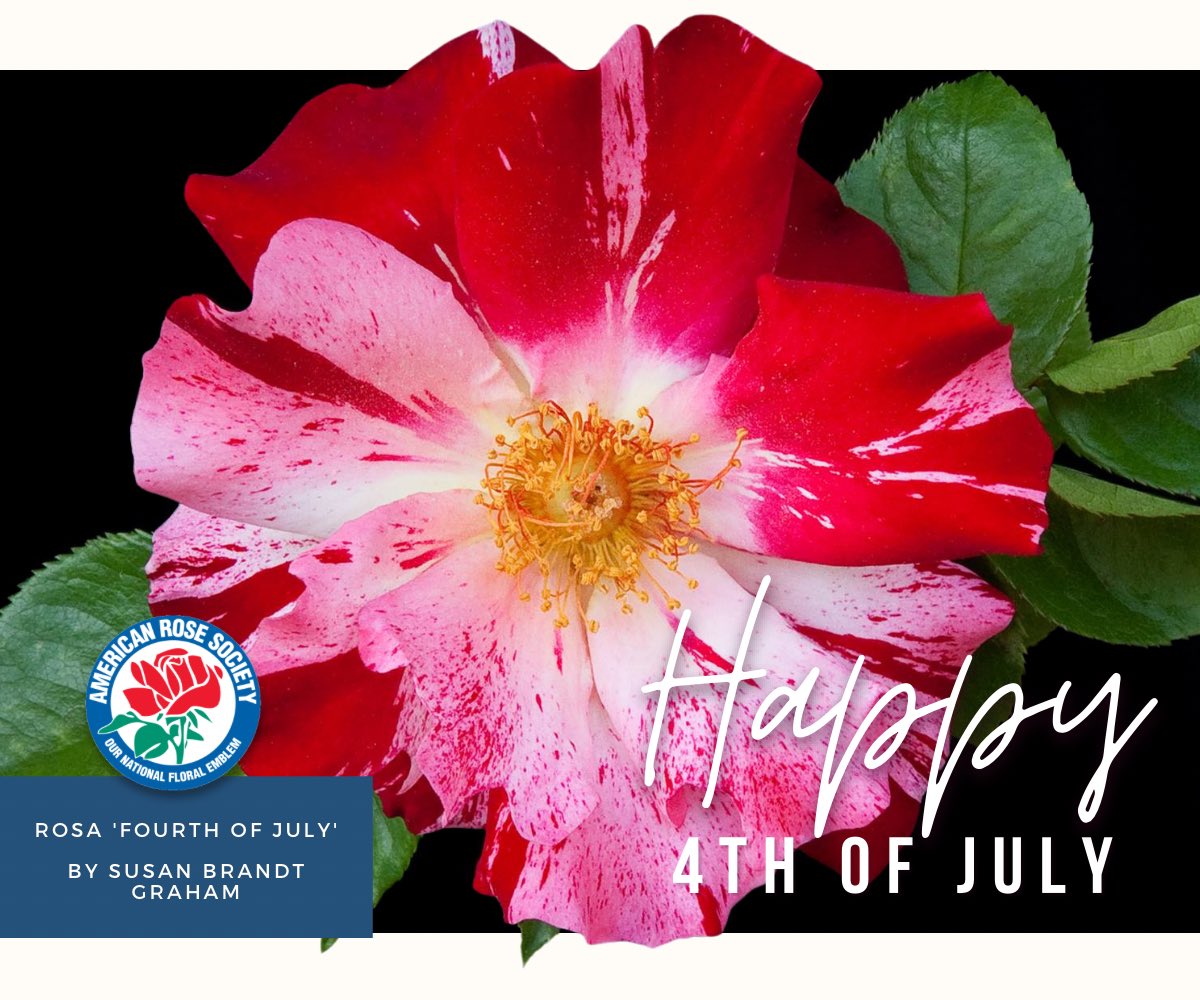 American Rose Society is wishing you a Happy July Fourth! 🇺🇸🌹

We hope you have a great holiday and stay safe!
