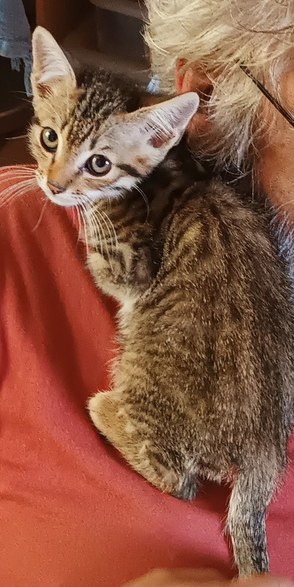dom32320's tweet photo. Message pour les Gersois vers Montesquiou. Trouvé (dans le moteur de la voiture...) ce chaton, tigré, adorable et très sociable. Si vous le reconnaissez, MP, Merci ! https://t.co/oSqPESd5CK