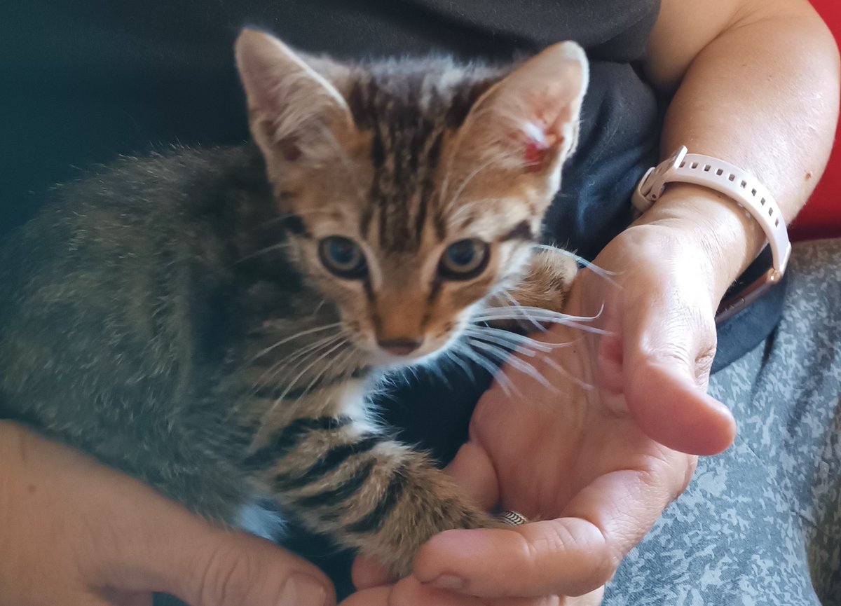 dom32320's tweet photo. Message pour les Gersois vers Montesquiou. Trouvé (dans le moteur de la voiture...) ce chaton, tigré, adorable et très sociable. Si vous le reconnaissez, MP, Merci ! https://t.co/oSqPESd5CK