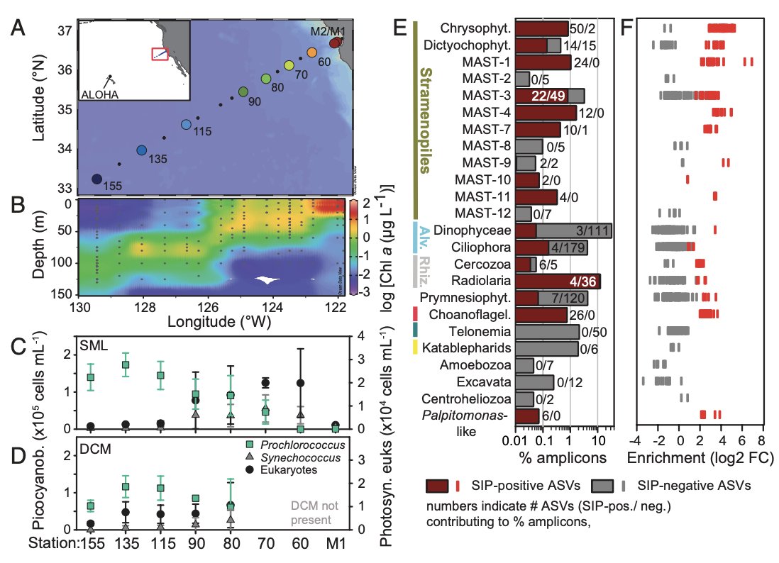 protistologists's tweet photo. #Choanoflagellates alongside diverse uncultured predatory #protists consume the abundant open-ocean cyanobacterium #Prochlorococcus: Susanne Wilken et al. https://t.co/JN3nUuhFWR https://t.co/btwSDdW8k4
