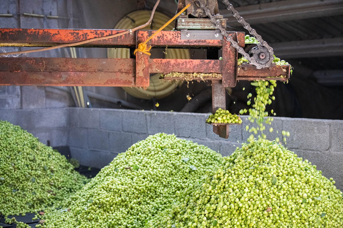 #CzechBelgian #TwinTowns #VisitCZ 

🇨🇿 Žatec is located in the NW of Czechia (Ústí nad Labem region).
🇧🇪 Poperinge is located in the Belgian province of West #Flanders.

Both towns are famous for growing hops. They established a partnership in 1964, united by their love for 🍺