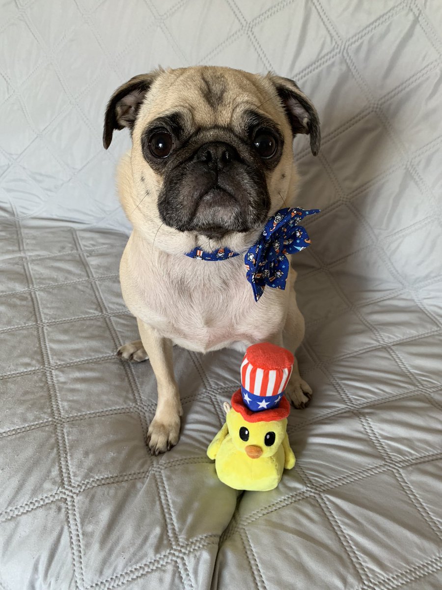 PetuniaMaePug's tweet photo. Happy 4th of July 🇺🇸 from mum &amp; I. We hope y’all have a pugtastic and safe 4th of July. 💙🤍❤️ Mum and I are just dinking around the house and relaxing a bit. She is gonna BBQ 🍔 later with 🍉. Yum 😋 #Happy4th #ElizaandPetuniaStrong https://t.co/1RiBDK71Dq