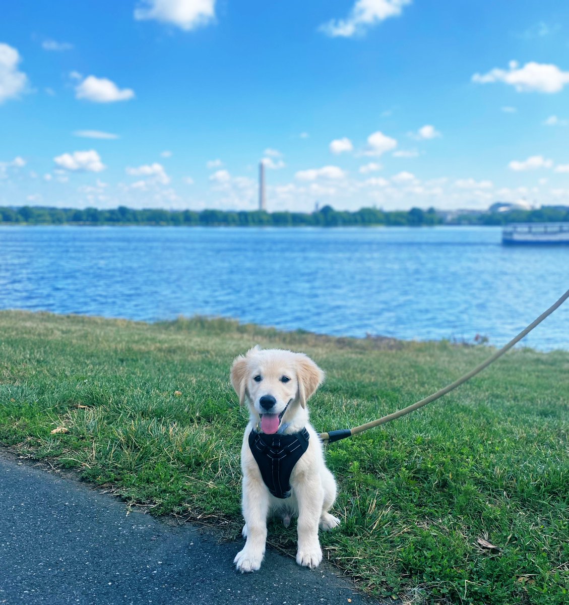 Happy 4th!! #goldenretrieverpuppy #goldenretriever <a href="/dog_rates/">WeRateDogs</a>