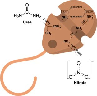 New insights on the role of nitrogen in the resistance to environmental stress in an endosymbiotic dinoflagellate link.springer.com/article/10.100… #protists