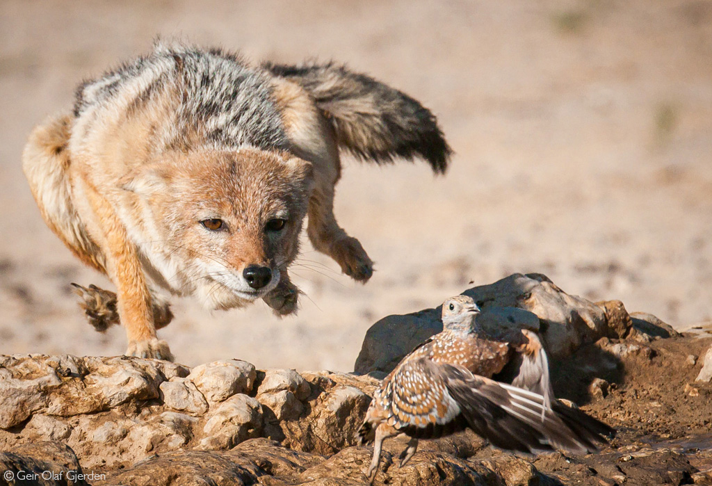 📷Down to earth. A black-backed jackal stealthily sneaks up on a Burchell’s sandgrouse at a waterhole in Kgalagadi Transfrontier Park, South Africa. © Geir Olaf Gjerden (Photographer of the Year 2023 entry)