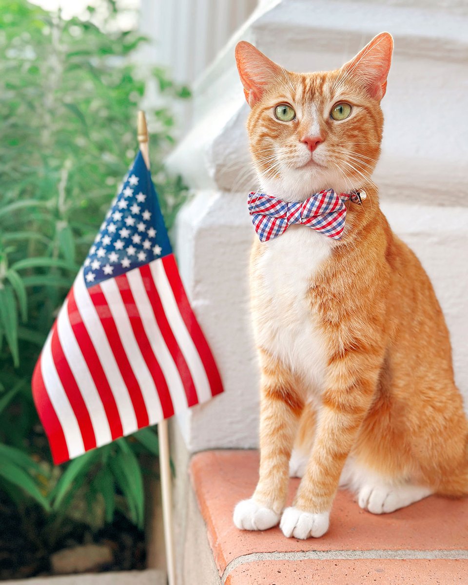 MadeByCleo's tweet photo. Happy 4th, y’all!❤️🐈🇺🇸 Hoping everyone has a fun, festive &amp; relaxing day.☺️ (p.s. just a friendly reminder to make sure your #furkiddos are safely kept inside well before the fireworks start)!💙 #independenceday #patrioticpets #catsoftwitter #cats https://t.co/x6M4dBnI7h
