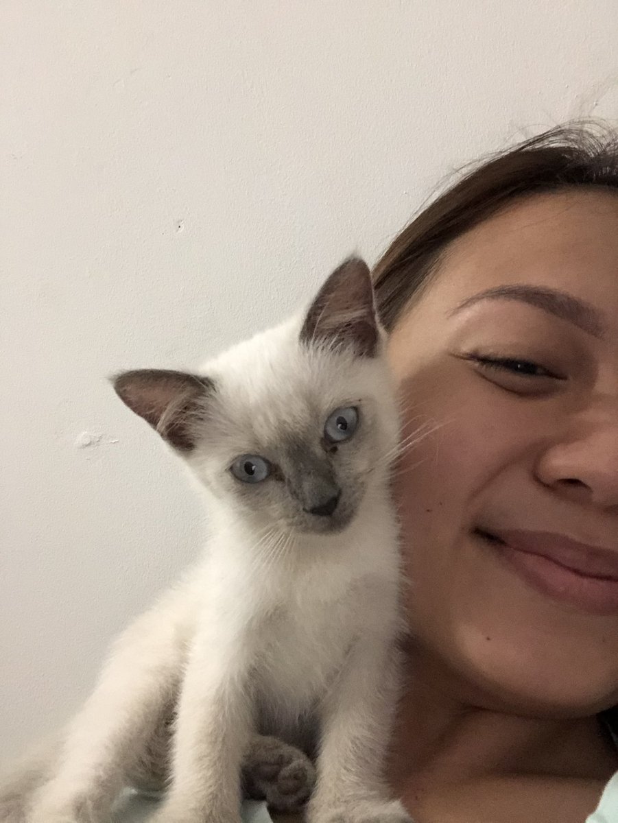 Angeliii_Rose's tweet photo. I realised I don’t have pics of my cats here. So here’s Percy 😬 https://t.co/mEBNoJ3Gir