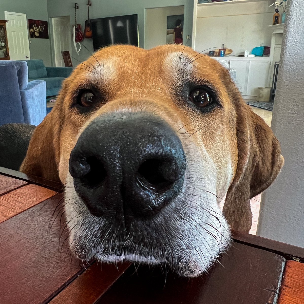 leohayden's tweet photo. How do you keep your nose below the table when you are taller than the table?
#SpudProblems https://t.co/cUdSWaKWaS