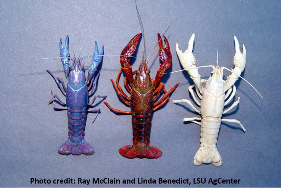 Crayfish celebrate July 4th too - red, white, and blue Procambarus clarkii color variations. Read more about the color variations from the LSU AgCenter article: lsuagcenter.com/portals/commun…
